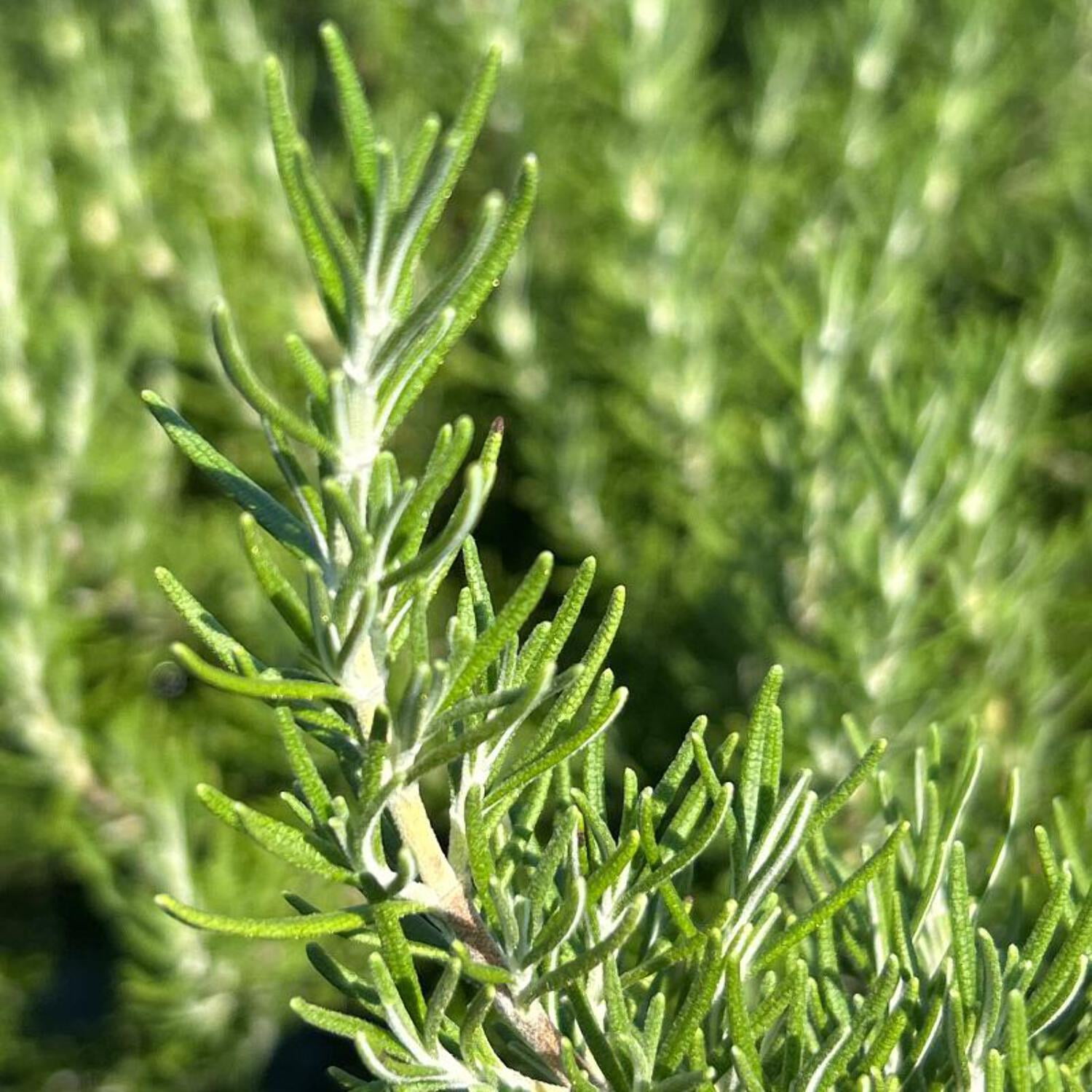 Chef’s Choice® Rosemary - Rosemarinus officinalis 'Roman Beauty' PP18192