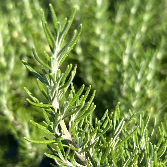 Chefs Choice Rosemary - Rosemarinus officinalis 'Roman Beauty' PP18192