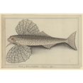 thumbnail image 1 of Cheilopogon Sp., Flyingfish Poster Print By Mary Evans Natural History Museum (36 X 24), 1 of 3