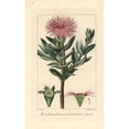 thumbnail image 1 of Cheiridopsis Denticulata Succulent Native To South Africa Poster Print By ?? Florilegius Mary Evans, 1 of 3
