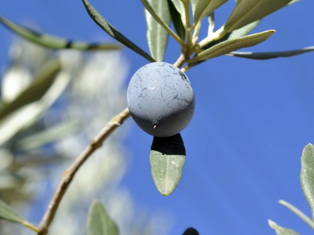 Omli Tree Chemlali Olive Tree - Tree of Peace - Olea europaea - 4