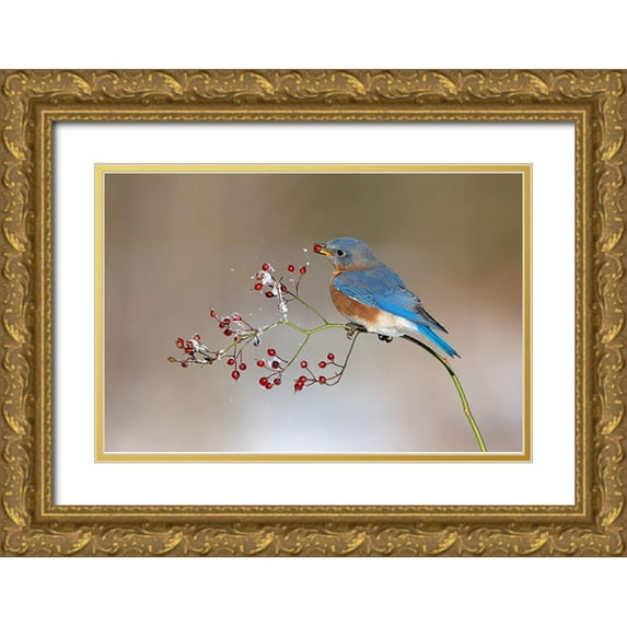 Chen, Jia 24x17 Gold Ornate Wood Framed with Double Matting Museum Art Print Titled - Blue bird in winter