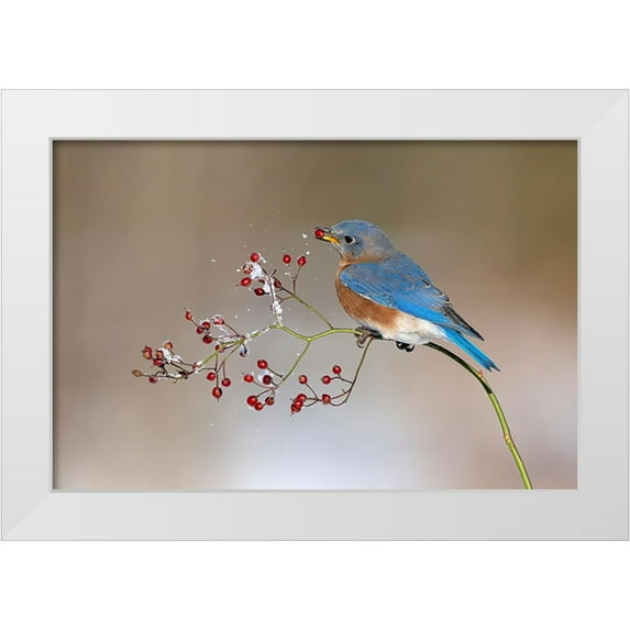 Chen, Jia 32x23 White Modern Wood Framed Museum Art Print Titled - Blue bird in winter
