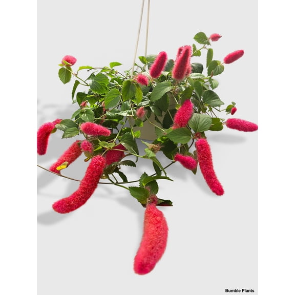 Chenille Acalypha Hispida 'Red Hot Cat's Tail' Live Mature Full Houseplant in Nursery Pot, Easy Low Maintenance Plant by JitoHouse (Bumble Plants)