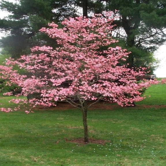 Cherokee Brave Dogwood Live Tree – 1 Gallon