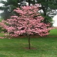 thumbnail image 1 of Cherokee Brave Dogwood Live Tree – 2 Gallon, 1 of 6
