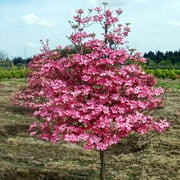 Cherokee Chief Dogwood Tree   1 Gallon