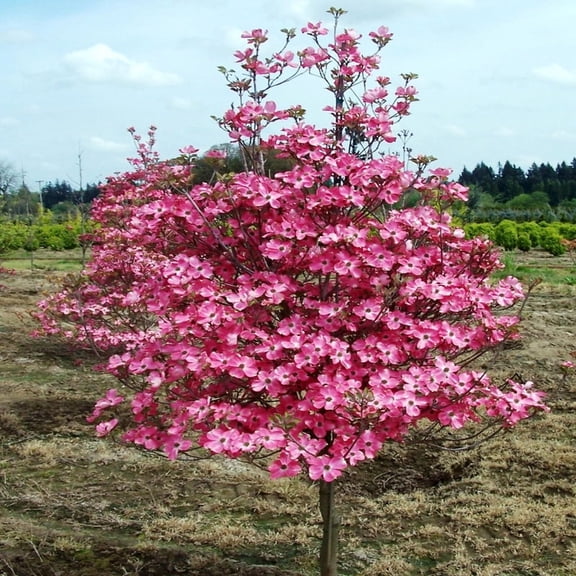 Cherokee Chief Dogwood Tree 2 Gallon