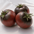 thumbnail image 1 of Cherokee Purple Tomato Plants | Two Live Plants |  Non-GMO, Heirloom Beefsteak, 1 of 9