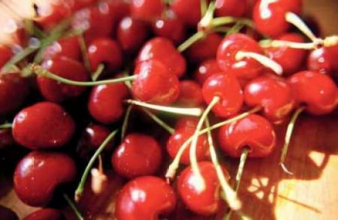Cherries II Canvas Art - Bob Stefko (12 x 18)