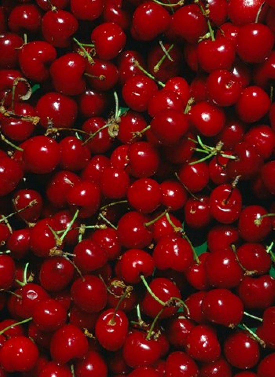 Cherries Normandy France Canvas Art - Paul Thompson DanitaDelimont (21 x 28)