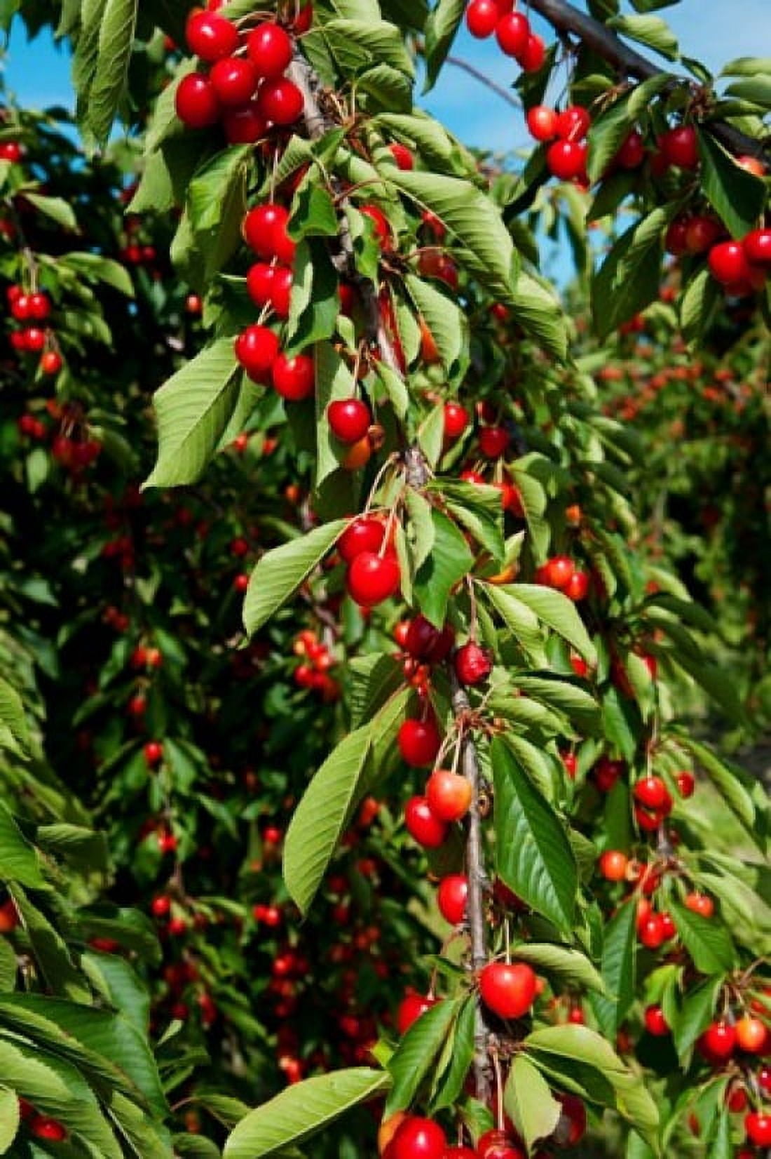 Cherries to be harvested Cucuron Vaucluse Provence-Alpes-Cote dAzur France Canvas Art - Panoramic Images (24 x 36)