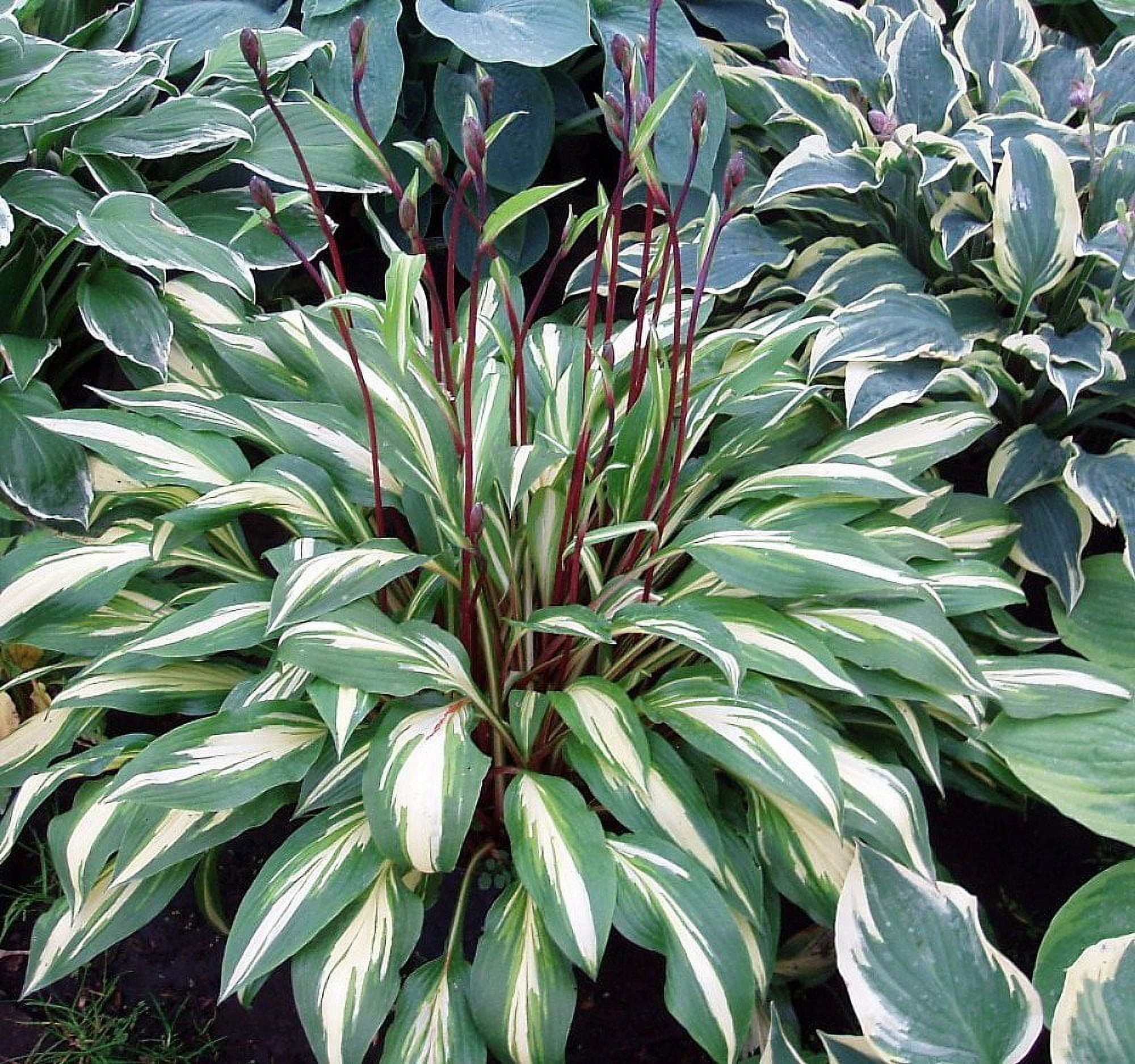 Cherry Berry Hosta - Gallon Pot
