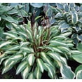 thumbnail image 1 of Cherry Berry Hosta - Gallon Pot, 1 of 2