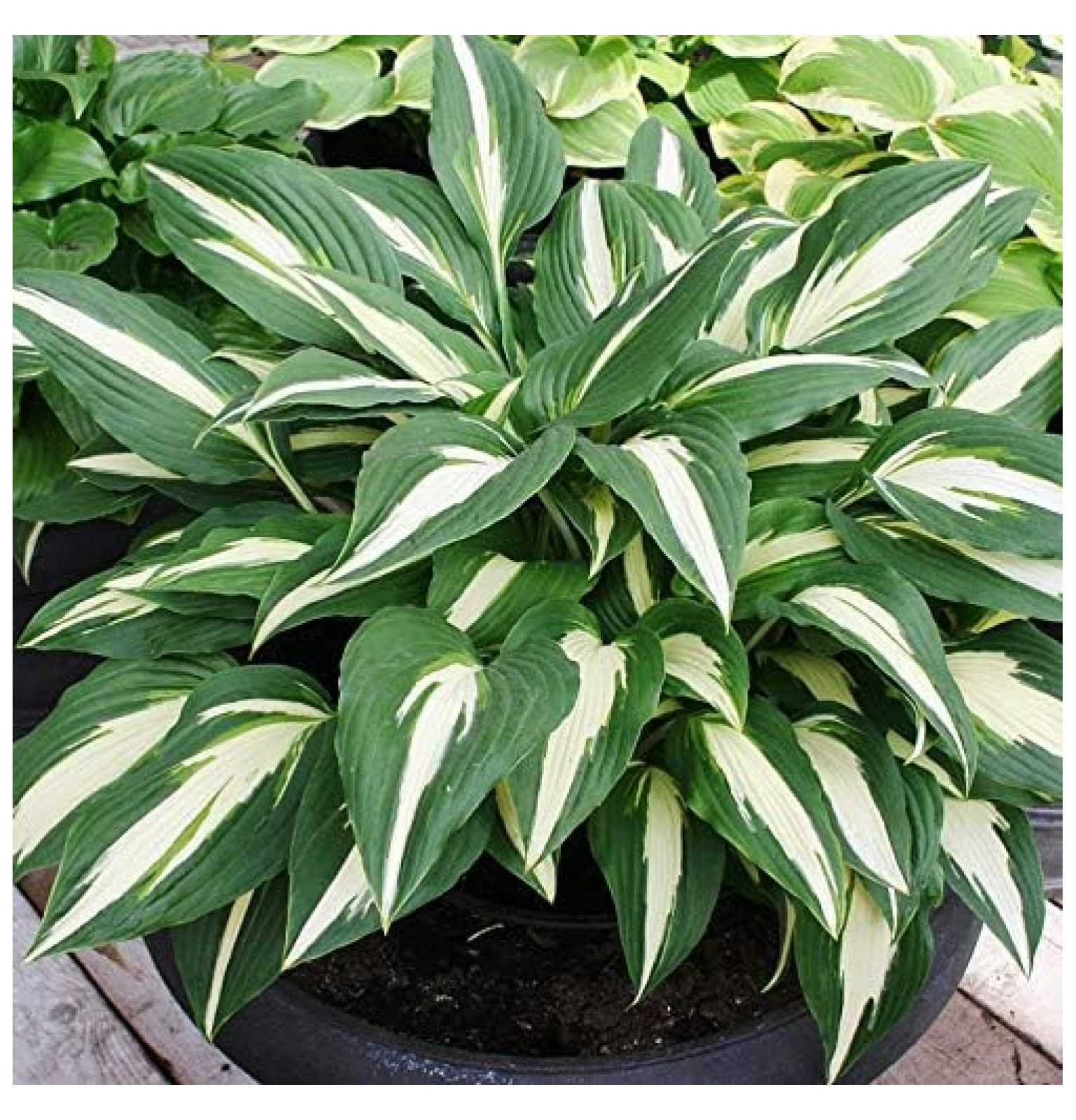 Cherry Berry Hosta Perennial Shade Garden Bulb