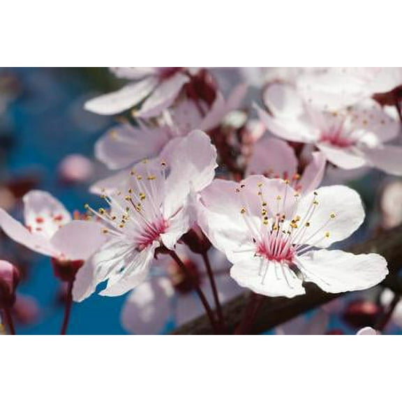 Cherry Blossom 2, Botanical Scenic Unframed Photographic Print Wall Art by Erin Berzel