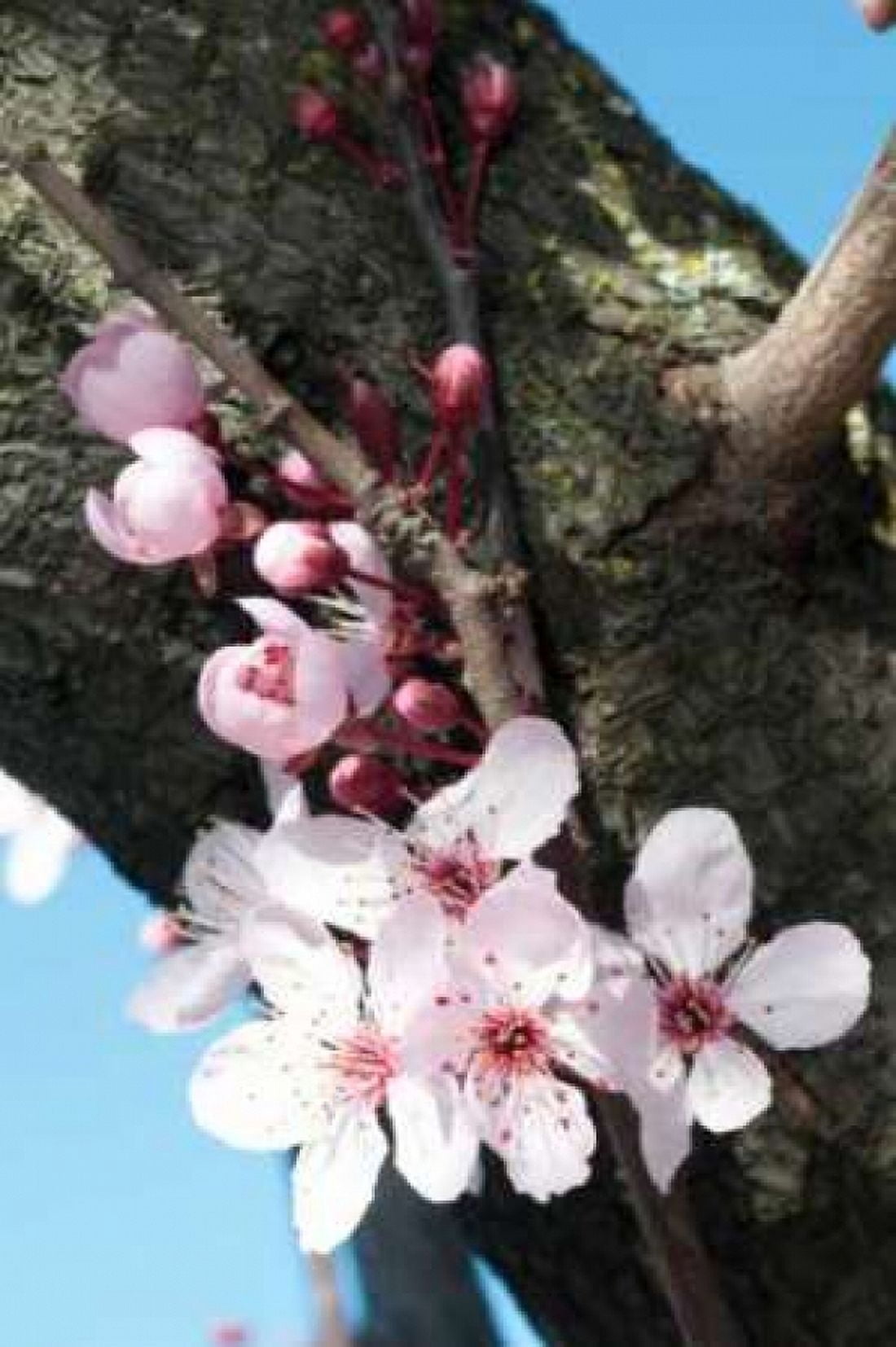 Cherry Blossom I Canvas Art - Erin Berzel (20 x 28)