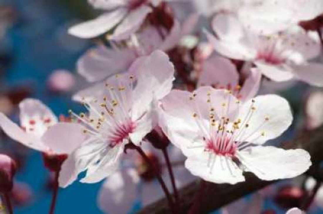 Cherry Blossom II Canvas Art - Erin Berzel (20 x 28)