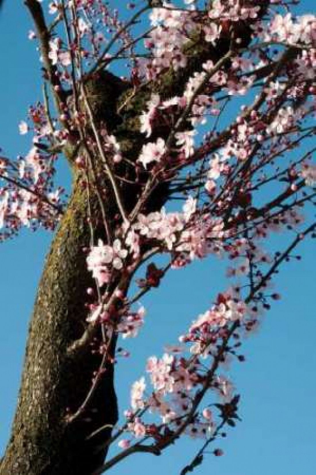 Cherry Blossom III Canvas Art - Erin Berzel (20 x 28)