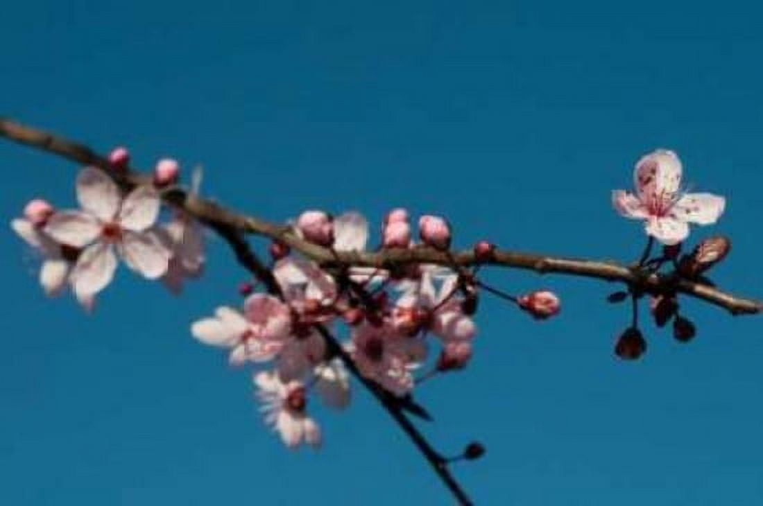 Cherry Blossom IV Canvas Art - Erin Berzel (20 x 28)