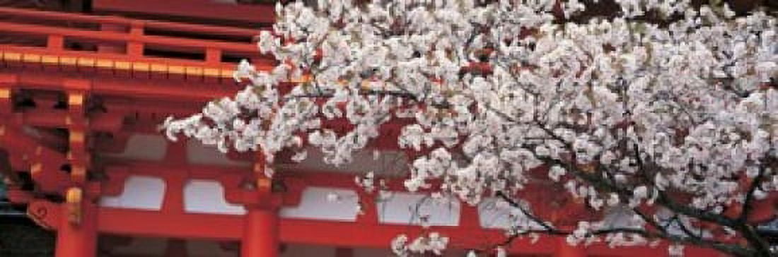 Cherry Blossom Kamigamo Shrine Kyoto Japan Canvas Art - Panoramic Images (36 x 12)
