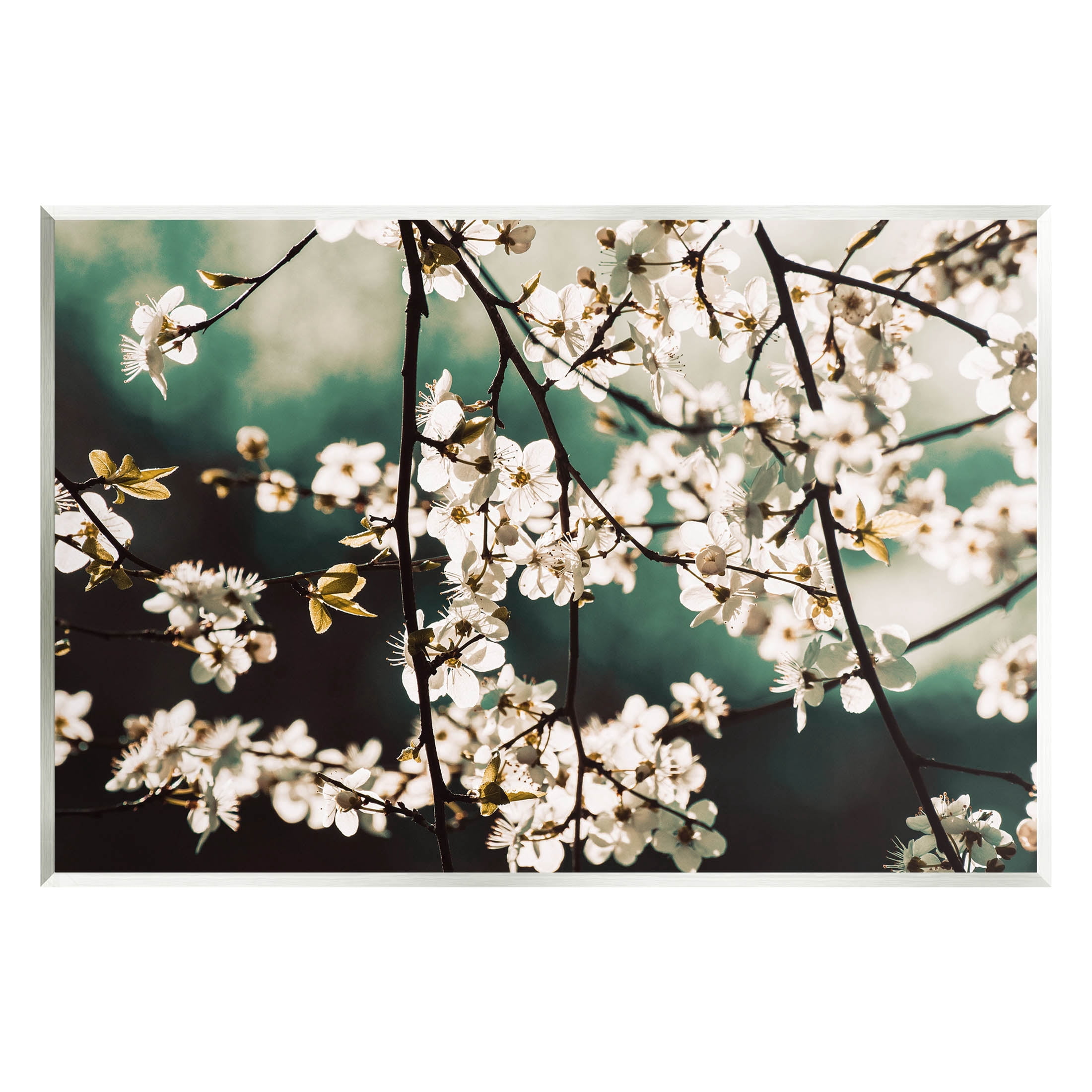 Cherry Blossom Nature Photography Botanical & Floral Photograph Unframed Art Print Wall Art