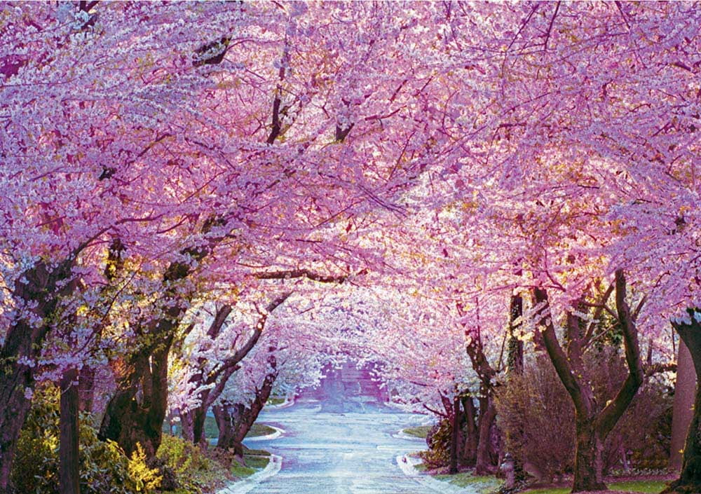 油絵 油彩 絵 絵画【Çherry blossom road】 Cherry Blossom Road, a 1000-piece Puzzle by Puzzlelife - Walmart.com