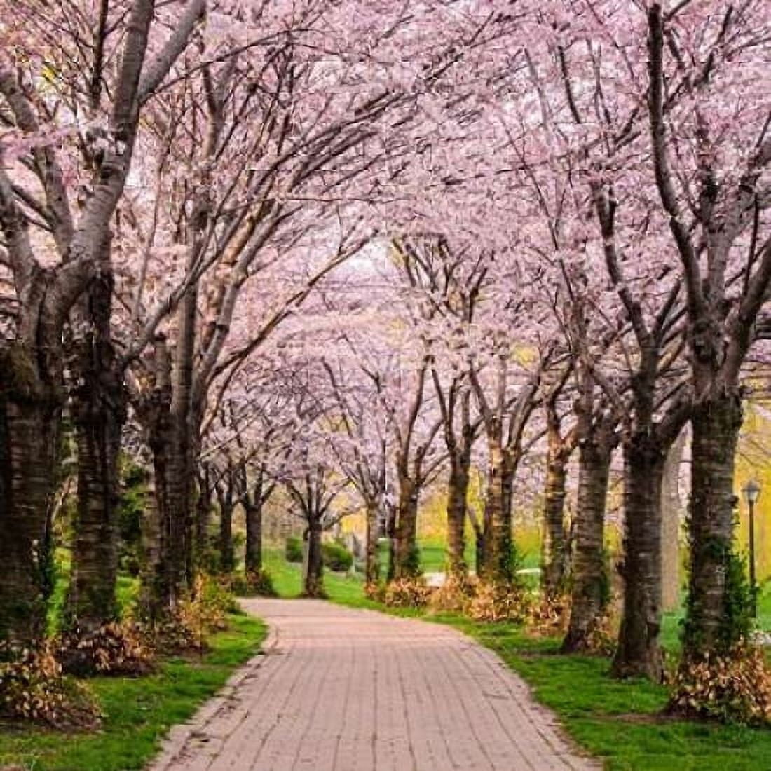 Cherry Blossom Trail Canvas Art - Chuck Burdick (24 x 24)