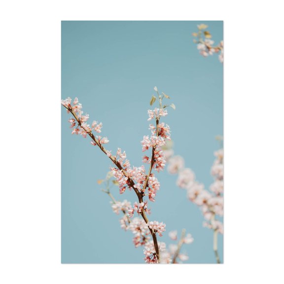 Cherry Blossom - Visalia California Photography Cherry Blossom Floral Nature Minimalist Botanical Pastel Unframed Wall Art Print 24 x 36 inches