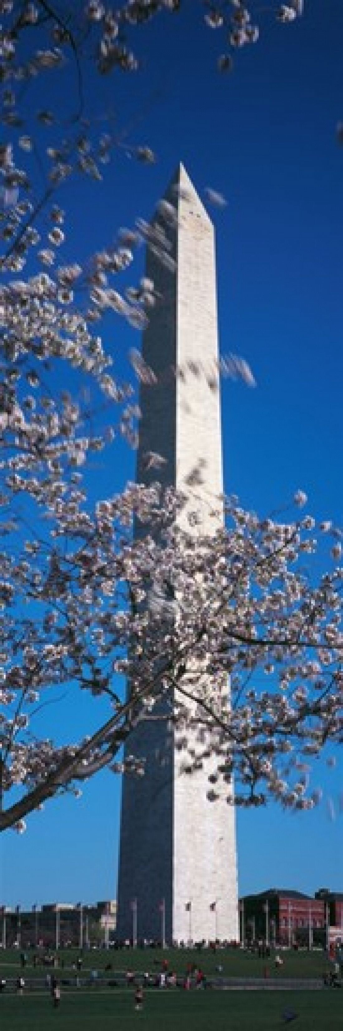 Cherry Blossom in front of an obelisk Washington Monument Washington DC USA Canvas Art - Panoramic Images (18 x 7)