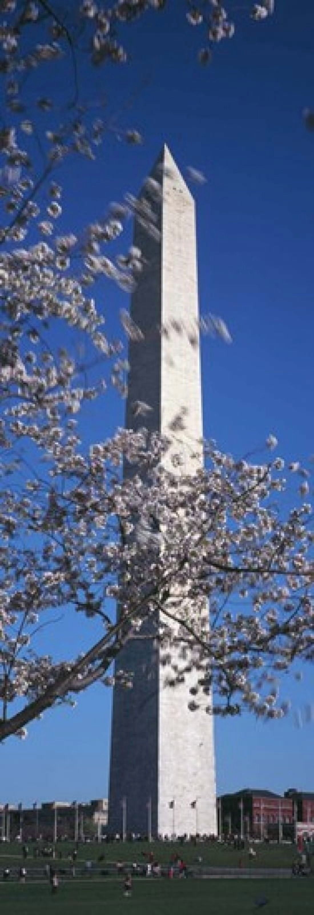 Cherry Blossom in front of an obelisk Washington Monument Washington DC USA Canvas Art - Panoramic Images (36 x 13)