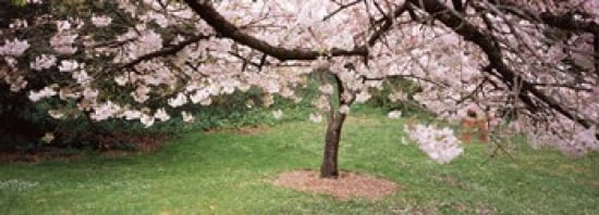 Cherry Blossom tree in a park Golden Gate Park San Francisco California USA Canvas Art - Panoramic Images (36 x 13)
