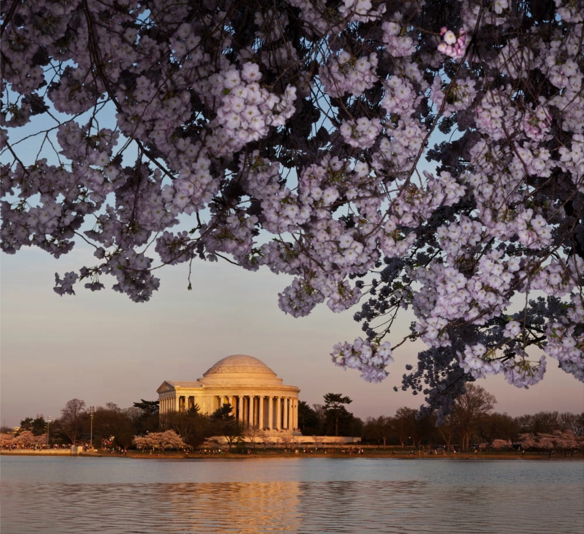 Cherry Blossom tree with a memorial in the background Jefferson Memorial Washington DC USA Canvas Art - Panoramic Images (24 x 24)