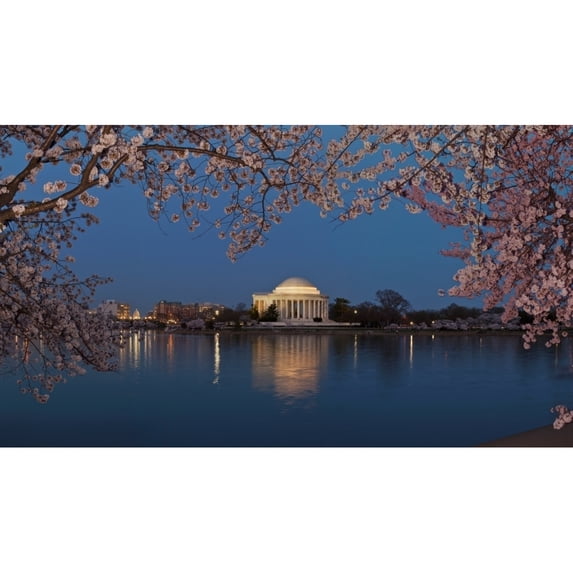 Cherry Blossom tree with a memorial in the background Jefferson Memorial Washington DC USA Poster Print (36 x 12)