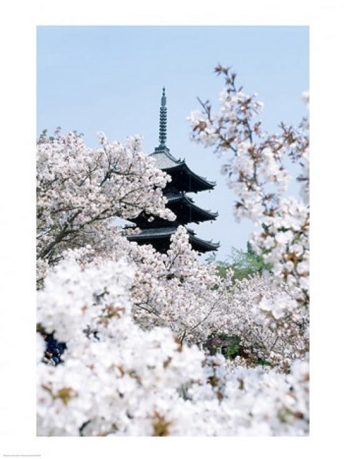 Cherry Blossom trees Kyoto Honshu Japan Canvas Art - (18 x 24)