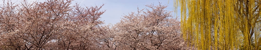 Cherry Blossom trees and Willow tree in a park Washington DC USA Canvas Art - Panoramic Images (38 x 8)