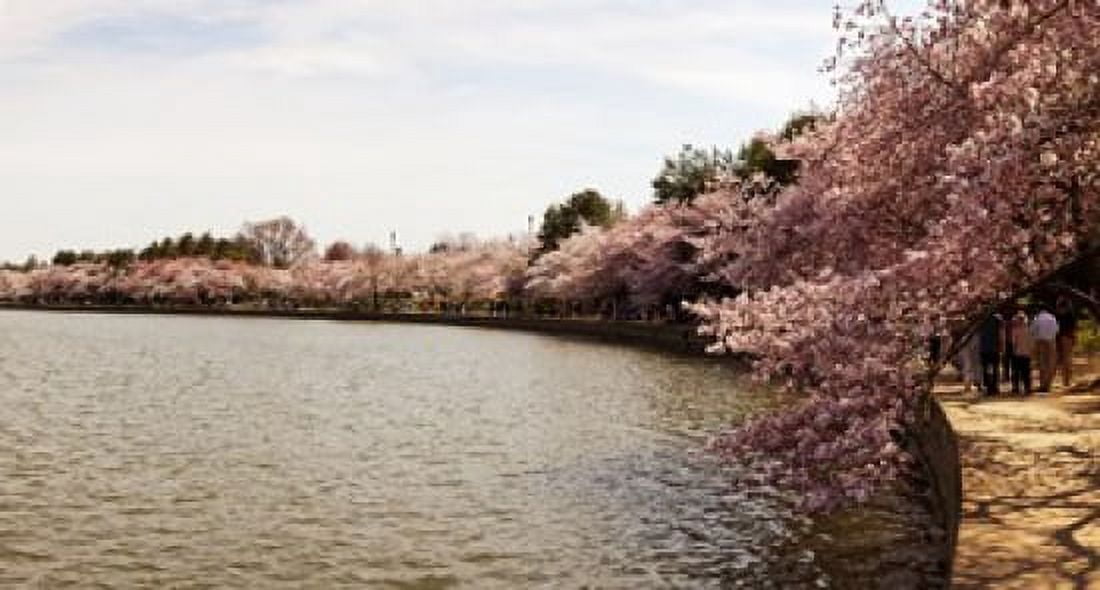 Cherry Blossom trees at Tidal Basin Washington DC USA Canvas Art - Panoramic Images (24 x 14)