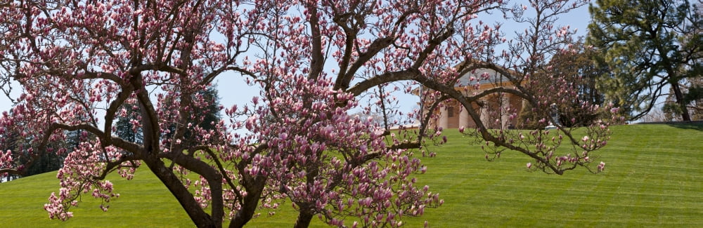 Cherry Blossom trees at the gravesite of John F Kennedy Arlington House Arlington National Cemetery Arlington Virginia USA Canvas Art - Panoramic Images (36 x 12)