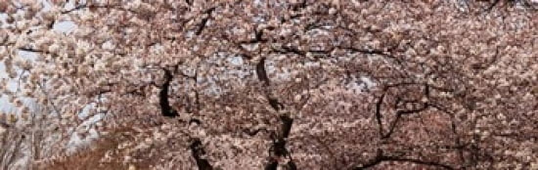 Cherry Blossom trees in Potomac Park at the Tidal Basin Washington DC USA Canvas Art - Panoramic Images (18 x 6)