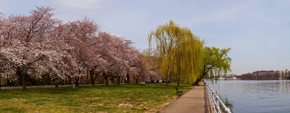 Cherry Blossom trees in Potomac Park at the Tidal Basin Washington DC USA Canvas Art - Panoramic Images (27 x 9)