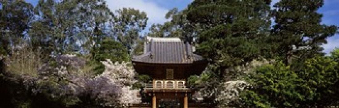 Cherry Blossom trees in a garden Japanese Tea Garden Golden Gate Park San Francisco California USA Canvas Art - Panoramic Images (18 x 6)