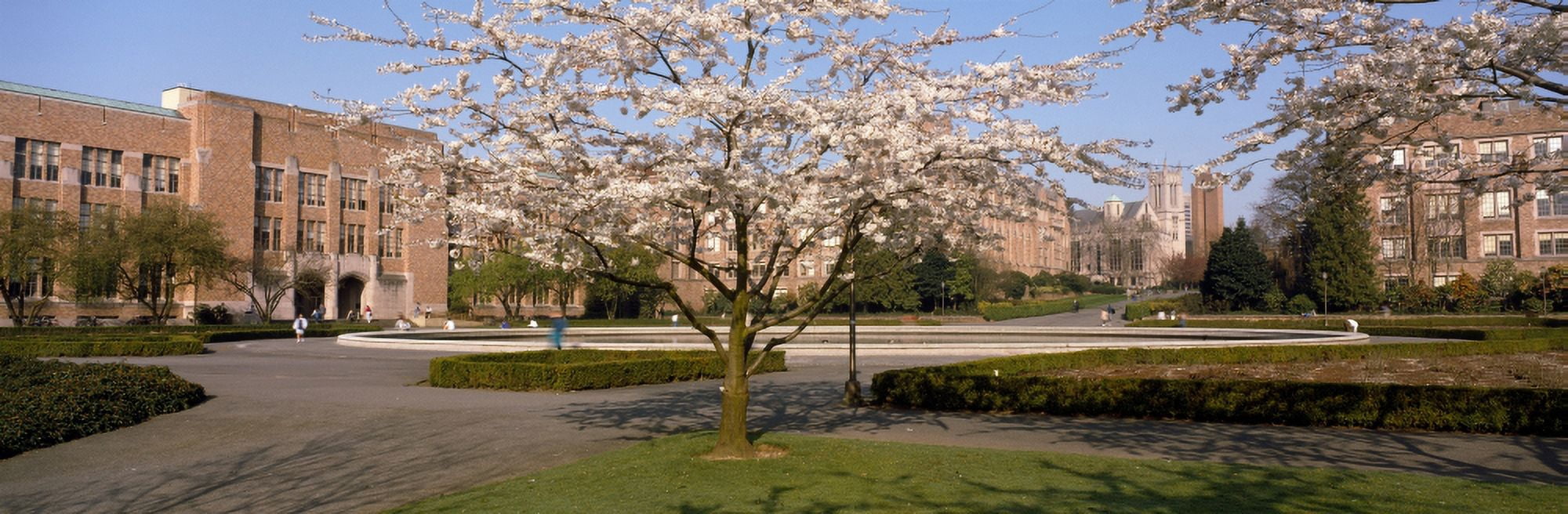 Cherry Blossom trees in a university University of Washington Seattle King County Washington State USA Canvas Art - Panoramic Images (12 x 36)