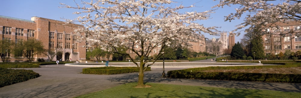 Cherry Blossom trees in a university University of Washington Seattle King County Washington State USA Canvas Art - Panoramic Images (6 x 18)