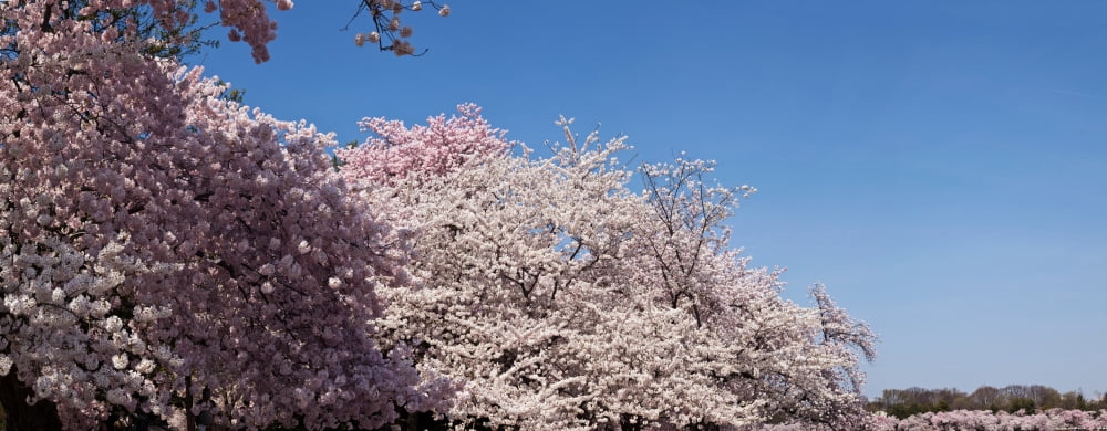 Cherry Blossom trees in bloom at the National Mall Washington DC USA Canvas Art - Panoramic Images (27 x 9)