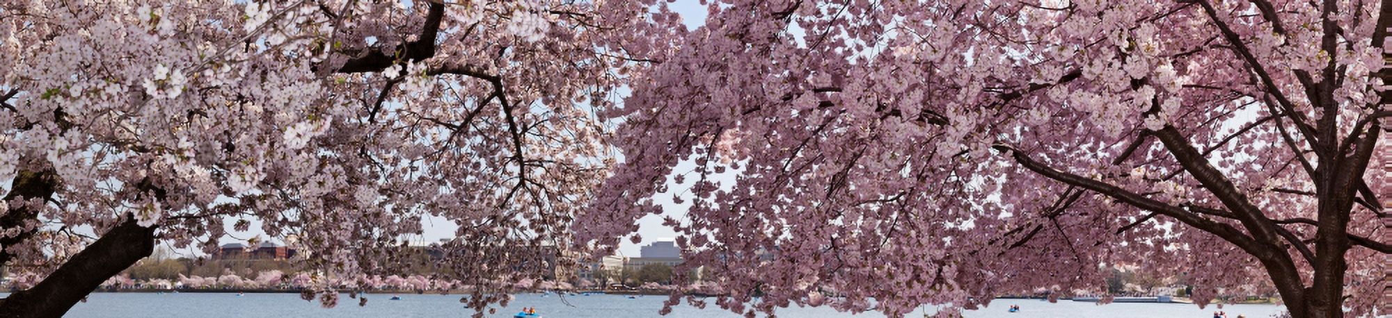 Cherry Blossom trees in bloom at the National Mall Washington DC USA Canvas Art - Panoramic Images (27 x 9)