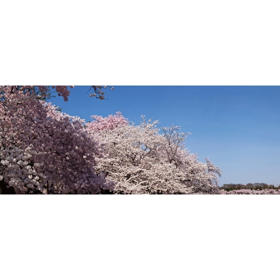 Cherry Blossom trees in bloom at the National Mall, Washington DC, USA Poster Print (36 x 12)