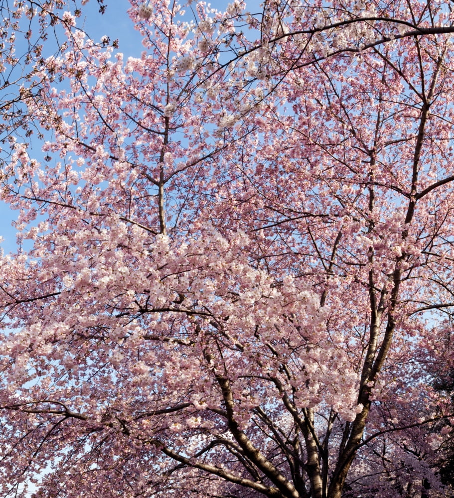 Cherry Blossom trees in full bloom at the National Mall Washington DC USA Canvas Art - Panoramic Images (24 x 24)