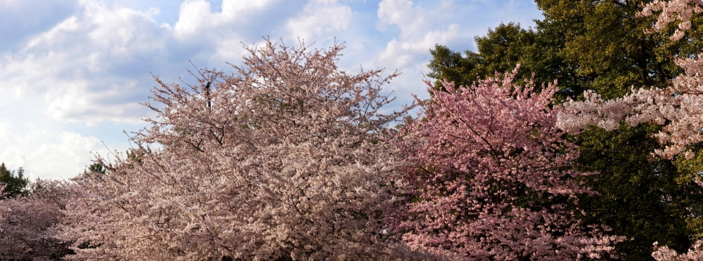 Cherry Blossom trees in full bloom at the National Mall Washington DC USA Canvas Art - Panoramic Images (27 x 9)