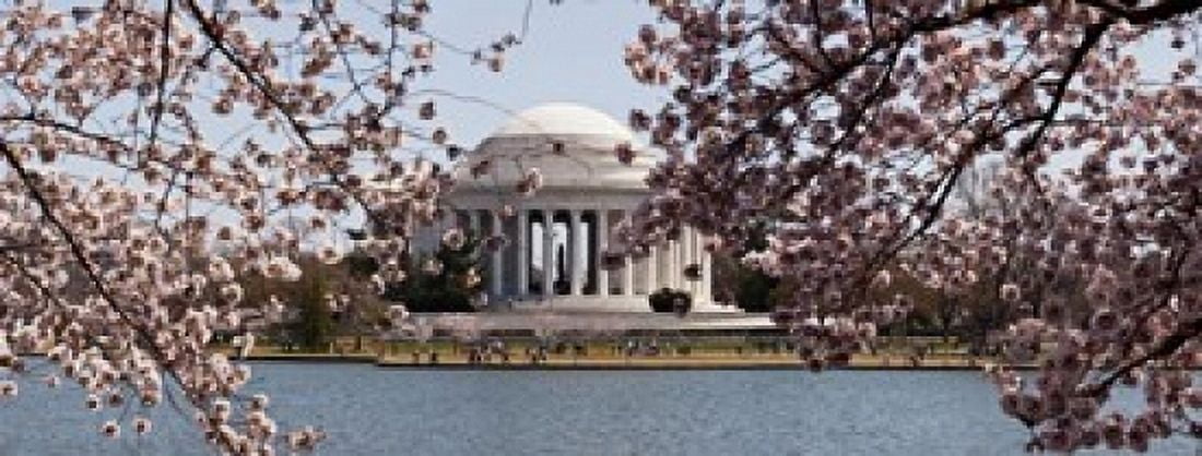 Cherry Blossom trees in the Tidal Basin with the Jefferson Memorial in the background Washington DC USA Canvas Art - Panoramic Images (15 x 6)