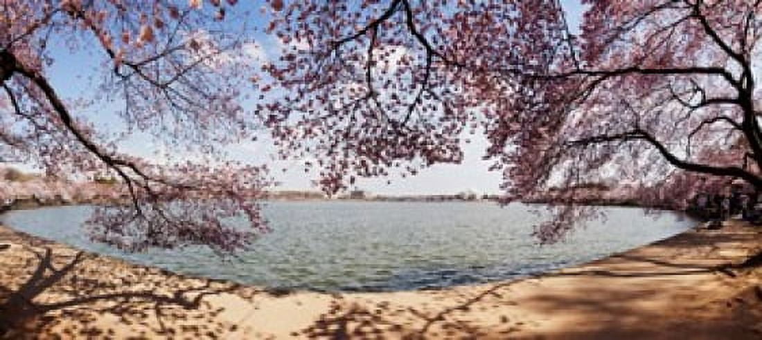 Cherry Blossom trees in the Tidal Basin with the Jefferson Memorial in the background Washington DC USA Canvas Art - Panoramic Images (30 x 14)